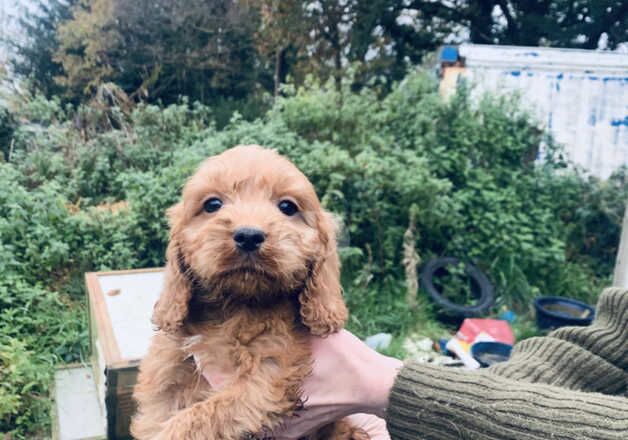 Cockapoo Only 3 x boys left for sale in Llanybydder, Carmarthenshire