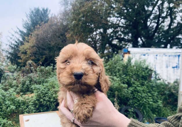 Cockapoo Only 3 x boys left for sale in Llanybydder, Carmarthenshire - Image 2