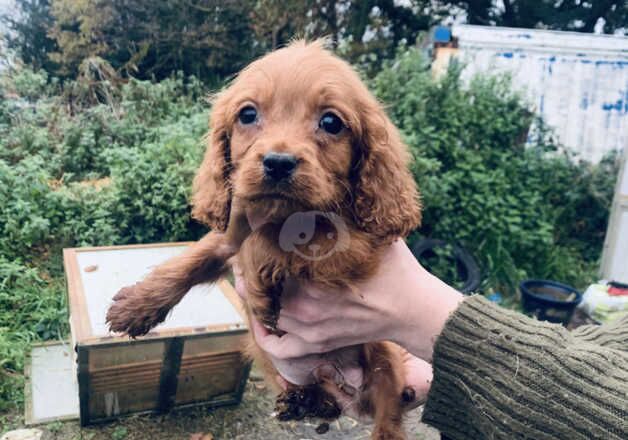 Cockapoo Puppies for sale in Carmarthenshire