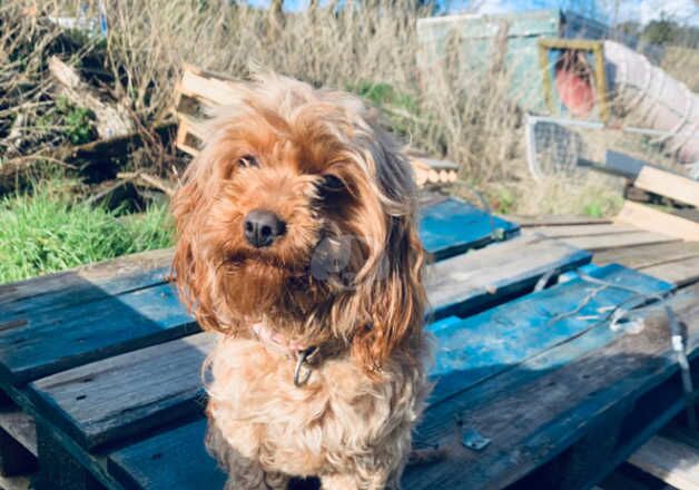 Cockapoo Only 3 x boys left for sale in Llanybydder, Carmarthenshire - Image 4