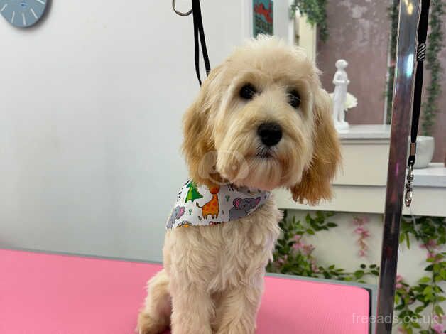 Cockapoo pup for sale in Ballymena, Ballymena - Image 2