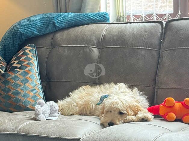 Cockapoo Puppies for sale in Ballymena