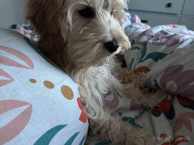 Cockapoo pup for sale in Ballymena, Ballymena - Image 4