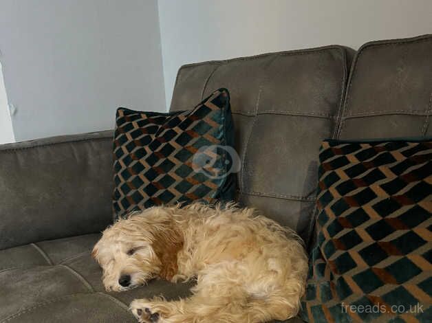 Cockapoo pup for sale in Ballymena, Ballymena - Image 5