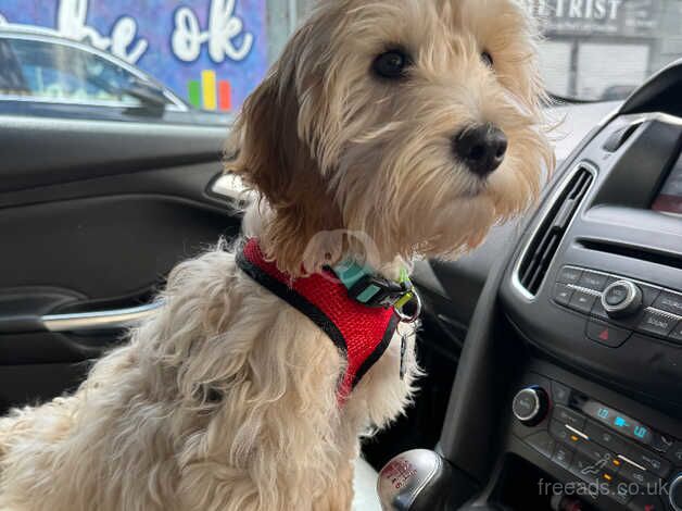 Cockapoo pup for sale in Ballymena, Ballymena - Image 4