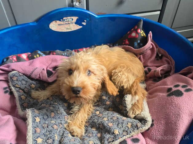 Cockapoo pup for sale in Bishop Auckland, County Durham - Image 1