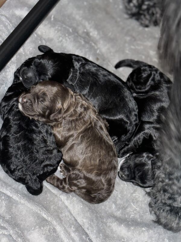 Cockapoo Puppies for sale