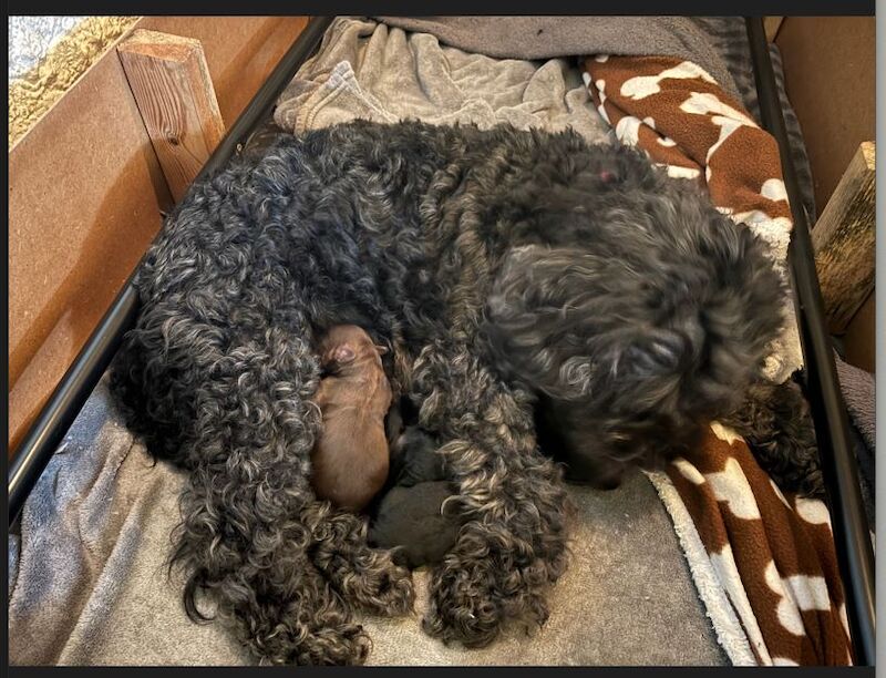 Last boy Cockapoo pup left - ALL SOLD for sale in Abbey Wood, Greenwich, Greater London - Image 7