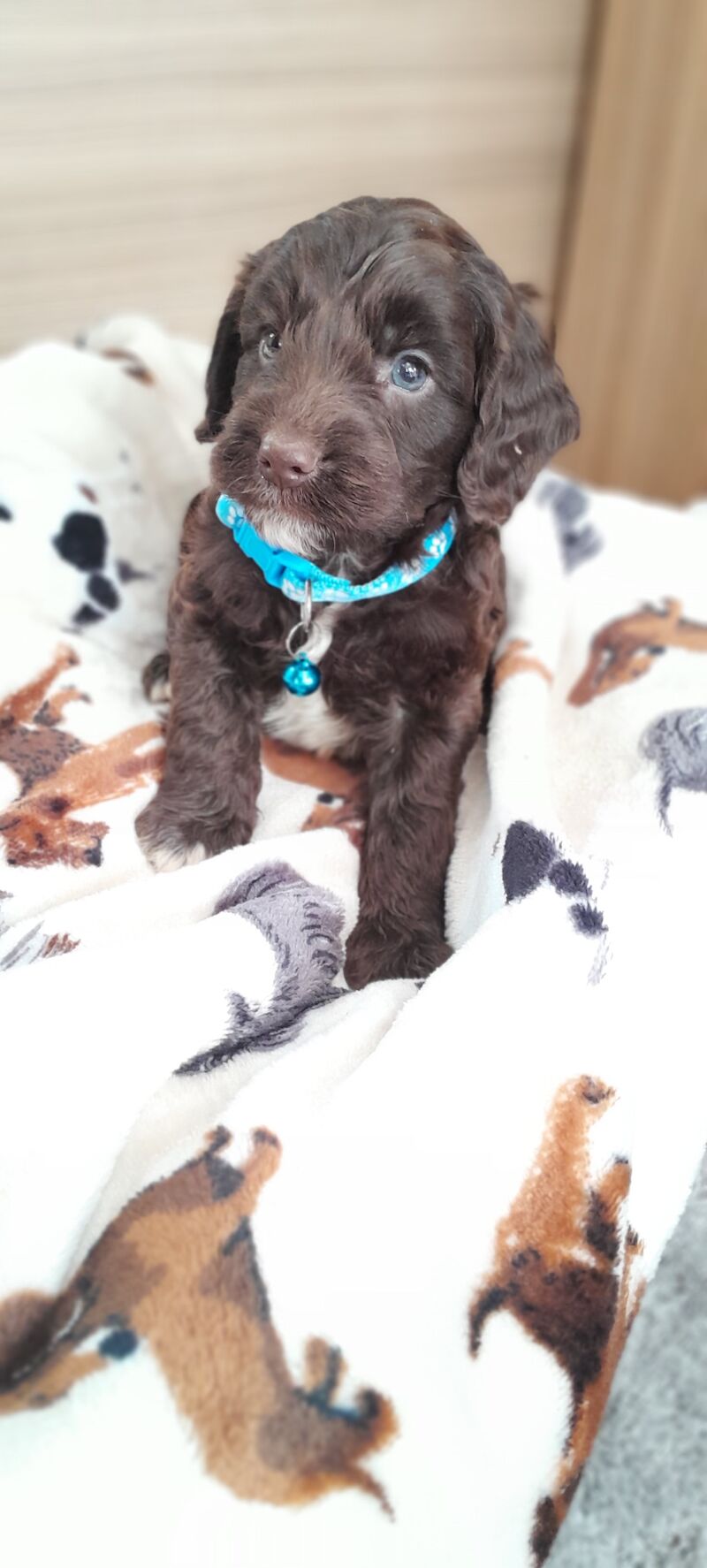 Cockapoo Puppied - Ready 1st August for sale in Glenrothes, Fife