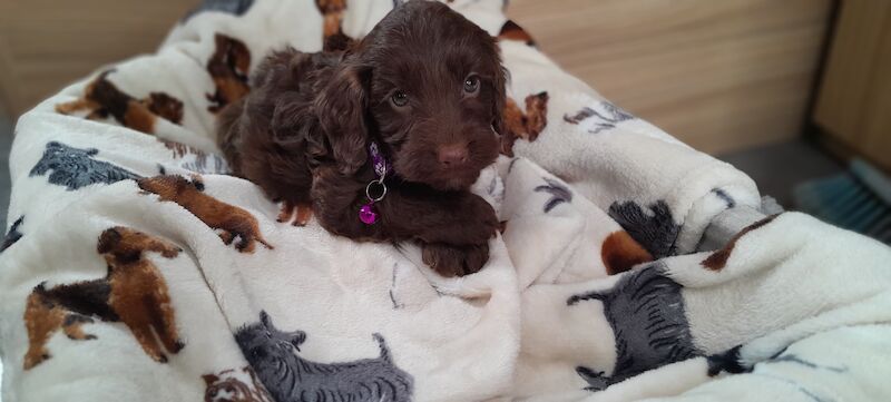 Cockapoo Puppied - Ready 1st August for sale in Glenrothes, Fife - Image 2