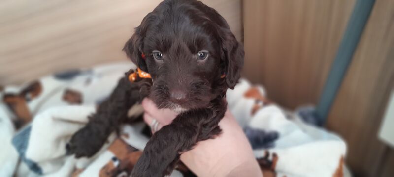 Cockapoo Puppied - Ready 1st August for sale in Glenrothes, Fife - Image 3