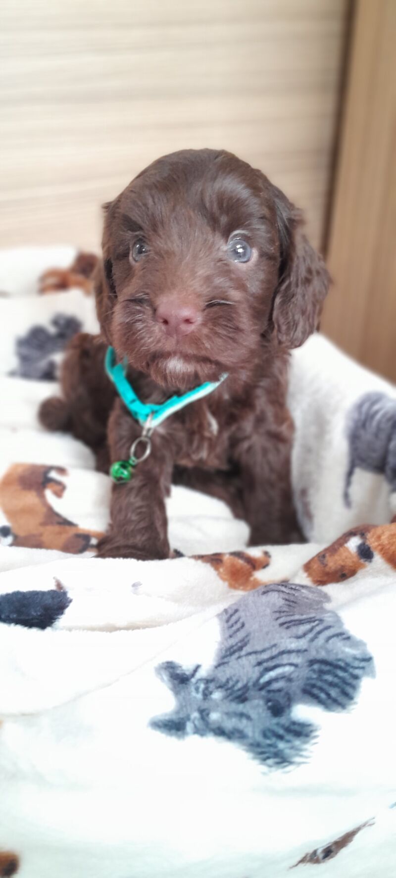 Cockapoo Puppied - Ready 1st August for sale in Glenrothes, Fife - Image 4