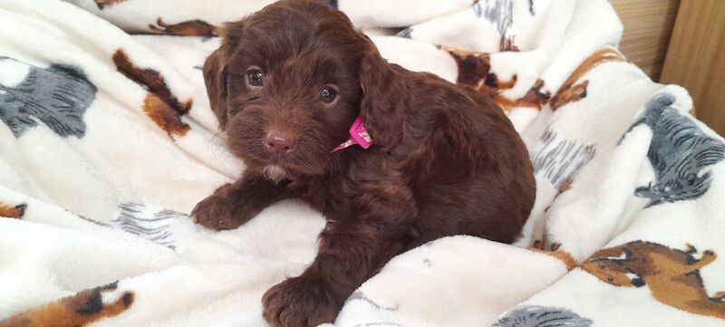 Cockapoo Puppied - Ready 1st August for sale in Glenrothes, Fife - Image 5