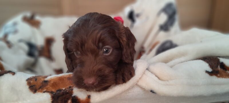 Cockapoo Puppied - Ready 1st August for sale in Glenrothes, Fife - Image 6