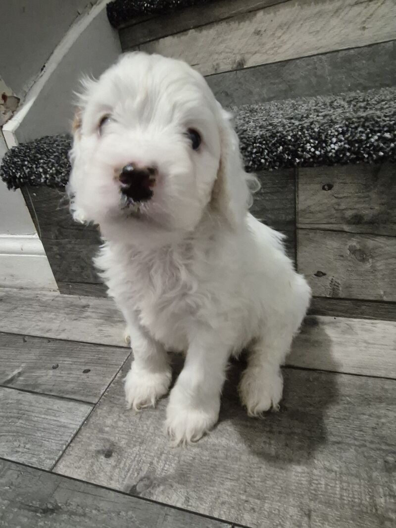 Cockapoo Puppies for sale in South Yorkshire