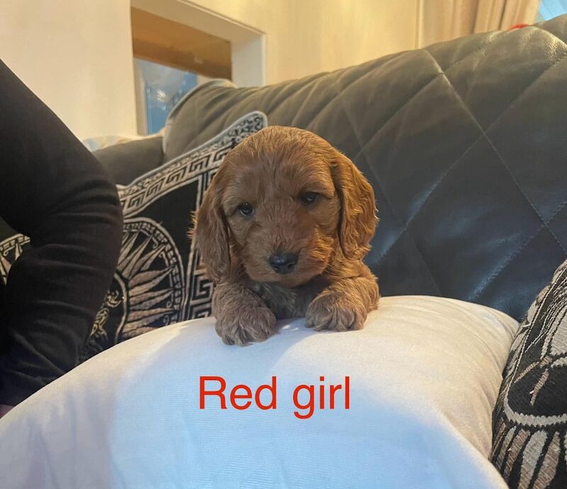 Cockapoo Puppies For Sale