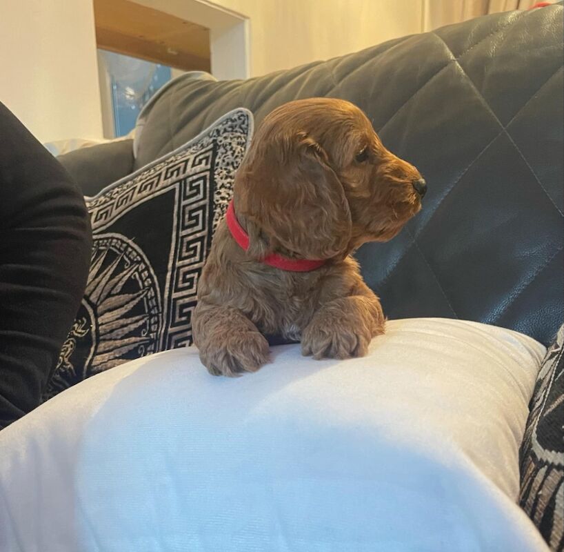 Cockapoo puppies for sale in Gravesend, Kent - Image 2