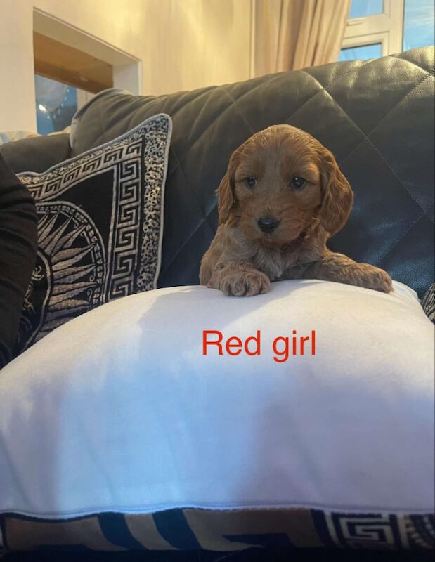 Cockapoo Puppies for sale in Kent