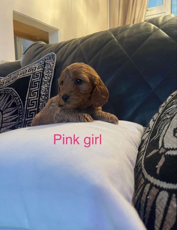 Cockapoo Puppies for sale