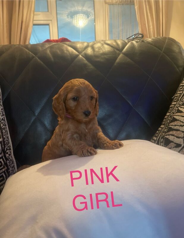 Cockapoo puppies for sale in Gravesend, Kent - Image 8