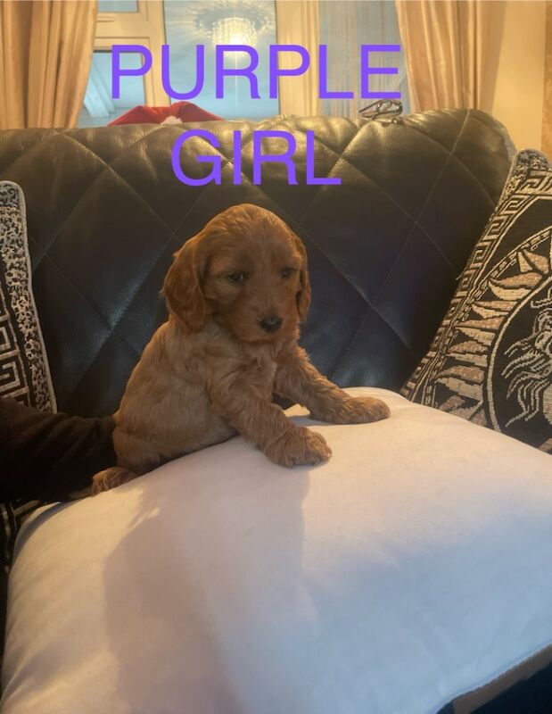 Cockapoo puppies for sale in Gravesend, Kent - Image 9