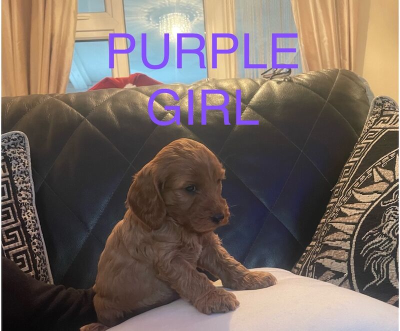 Cockapoo puppies for sale in Gravesend, Kent - Image 10