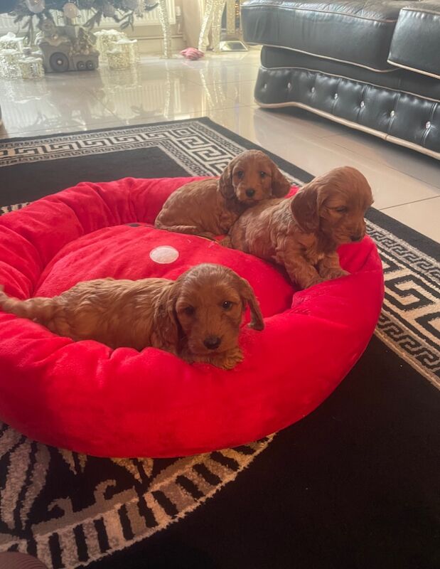 Cockapoo puppies for sale in Gravesend, Kent - Image 11