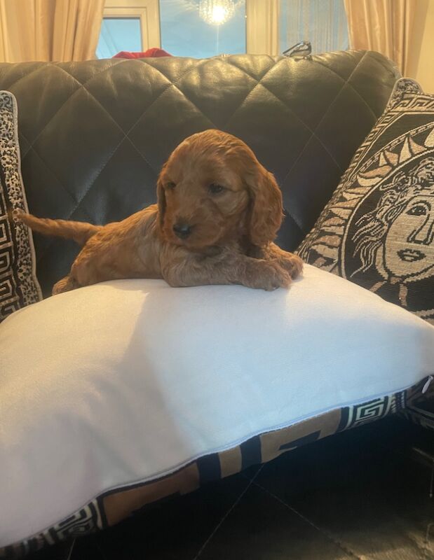 Cockapoo puppies for sale in Gravesend, Kent - Image 12