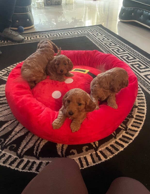 Cockapoo puppies for sale in Gravesend, Kent - Image 13