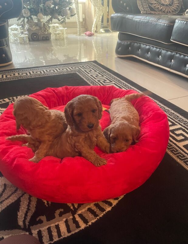 Cockapoo puppies for sale in Gravesend, Kent - Image 14