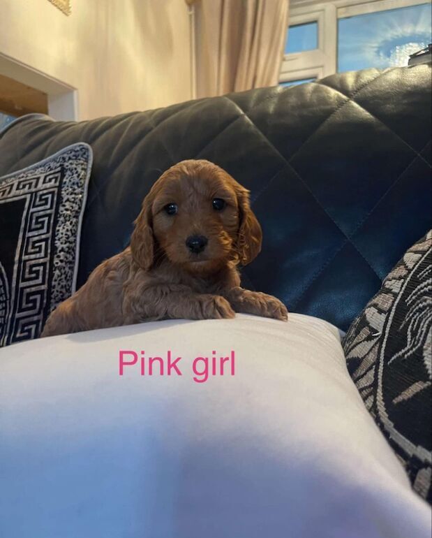 Cockapoo puppies for sale in Gravesend, Kent - Image 15