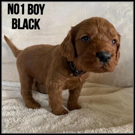 Cockapoo puppies for sale in Edinburgh, City of Edinburgh