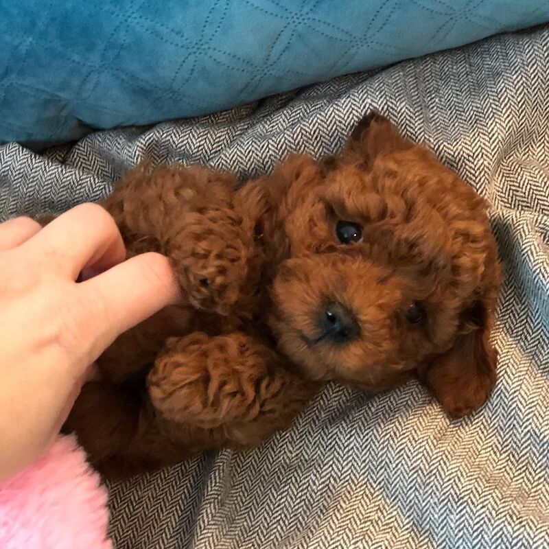 Cockapoo puppies for sale in Abbeyhill, City of Edinburgh