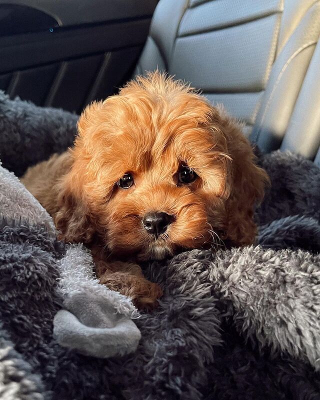 Cockapoo puppies for sale in Abbeyhill, City of Edinburgh - Image 2