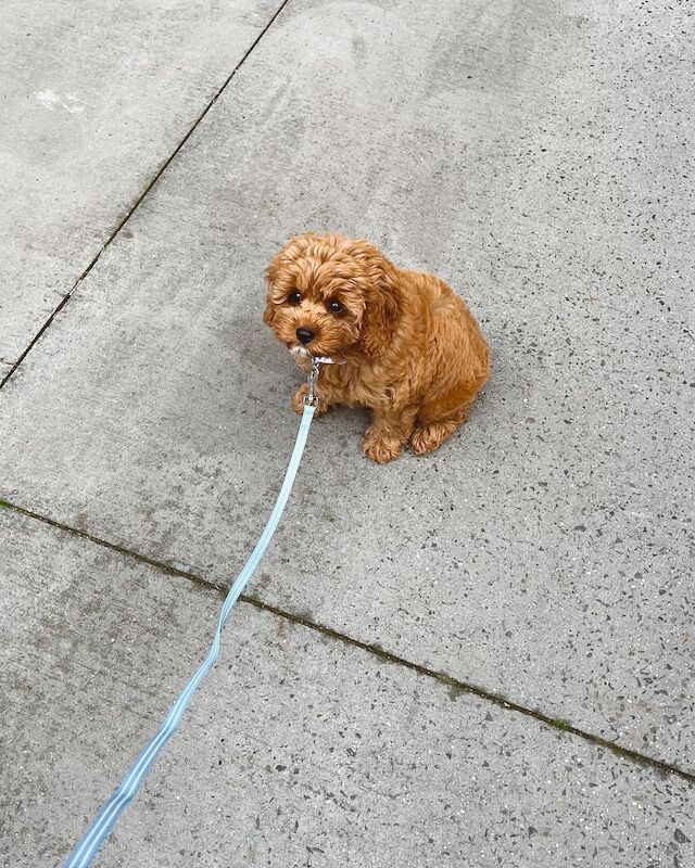 Cockapoo Puppies for sale in City of Edinburgh