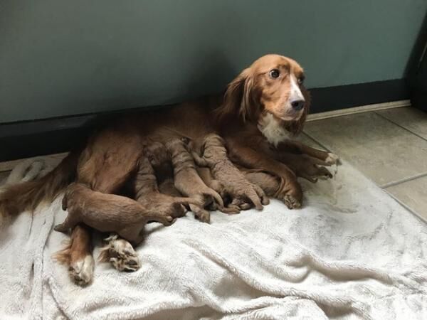 KC Registered Cockapoo Puppies for sale in City of Edinburgh