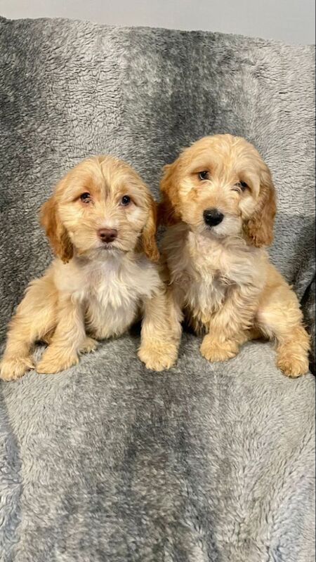 Cockapoo Puppies for sale in Norwich, Norfolk