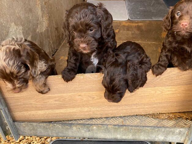 Gorgeous cockapoo pups for sale in Peterborough, Cambridgeshire