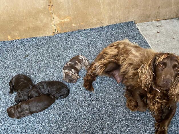 Gorgeous cockapoo pups for sale in Peterborough, Cambridgeshire - Image 2