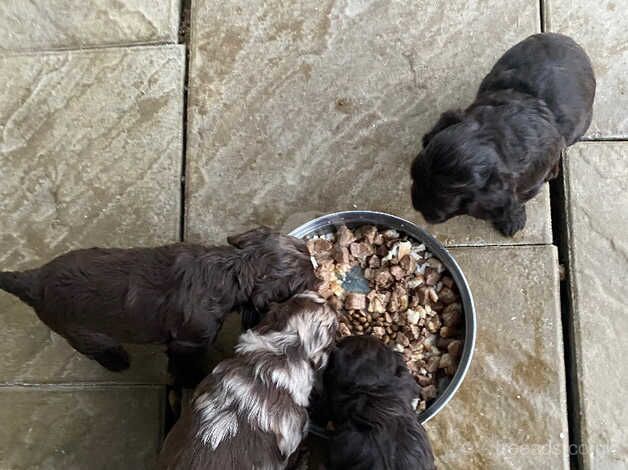 Gorgeous cockapoo pups for sale in Peterborough, Cambridgeshire - Image 3