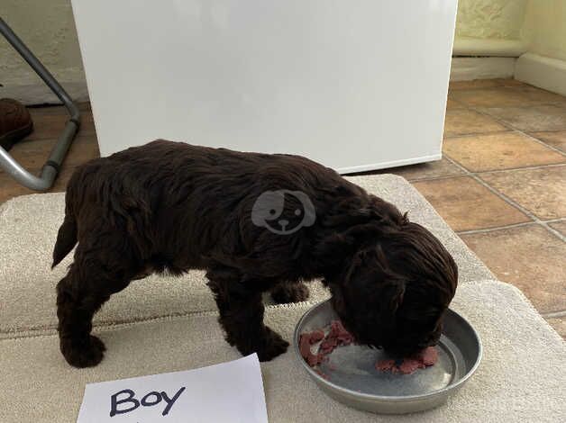 Gorgeous cockapoo pups for sale in Peterborough, Cambridgeshire - Image 4