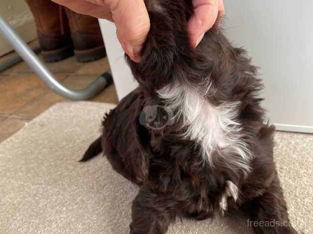 Gorgeous cockapoo pups for sale in Peterborough, Cambridgeshire - Image 5