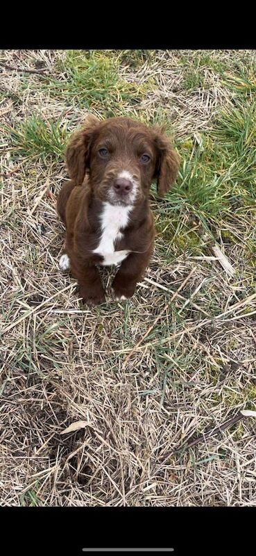 Cockapoo puppies 2 left remaining for sale in Paddock Wood, Kent