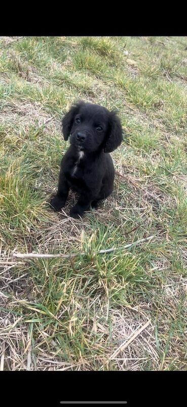 Cockapoo puppies 2 left remaining for sale in Paddock Wood, Kent - Image 2