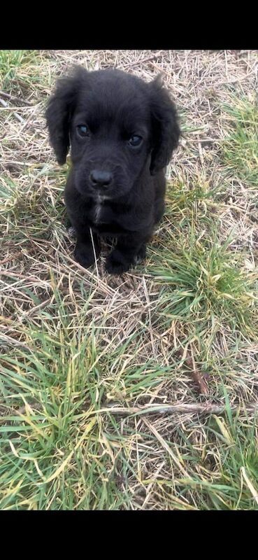 Cockapoo puppies 2 left remaining for sale in Paddock Wood, Kent - Image 3