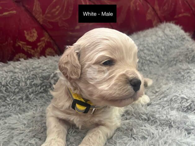 Cockapoo Puppies (3/4 Toy Poodle/Cockapoo) for sale in Dromore, Omagh