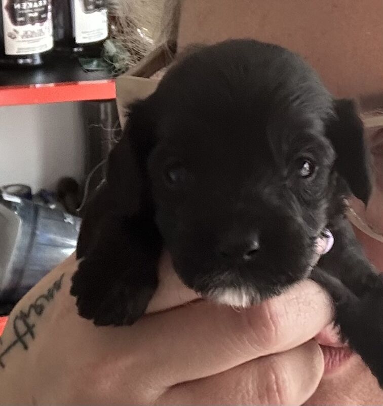 Cockapoo puppies for sale in Stirling, Stirling - Image 1