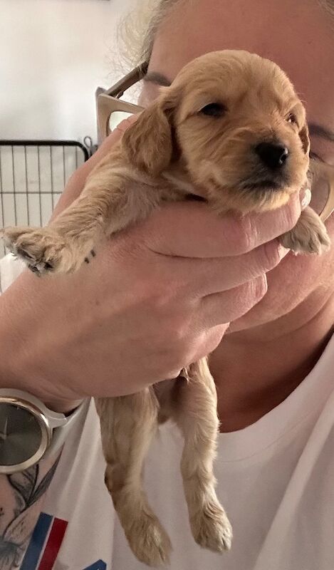 Cockapoo puppies for sale in Stirling, Stirling - Image 3