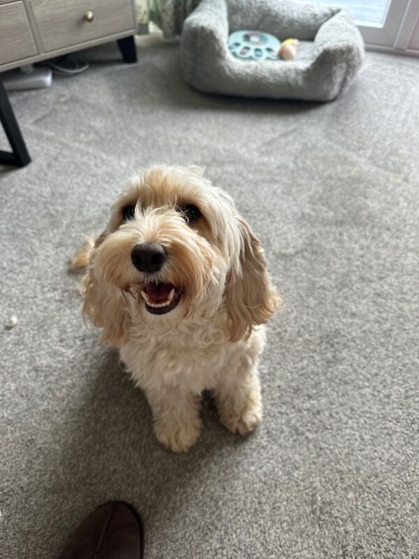 Cockapoo puppies for sale in Stirling, Stirling - Image 4