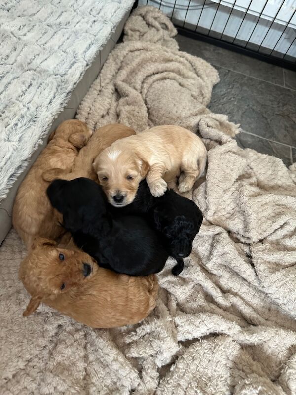 Cockapoo puppies for sale in Stirling, Stirling - Image 5